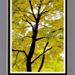 Yellow Leaves Black Trunk Saratoga Springs-15